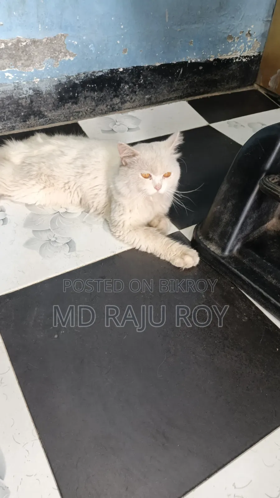 6-12 Months Male Purebred Persian