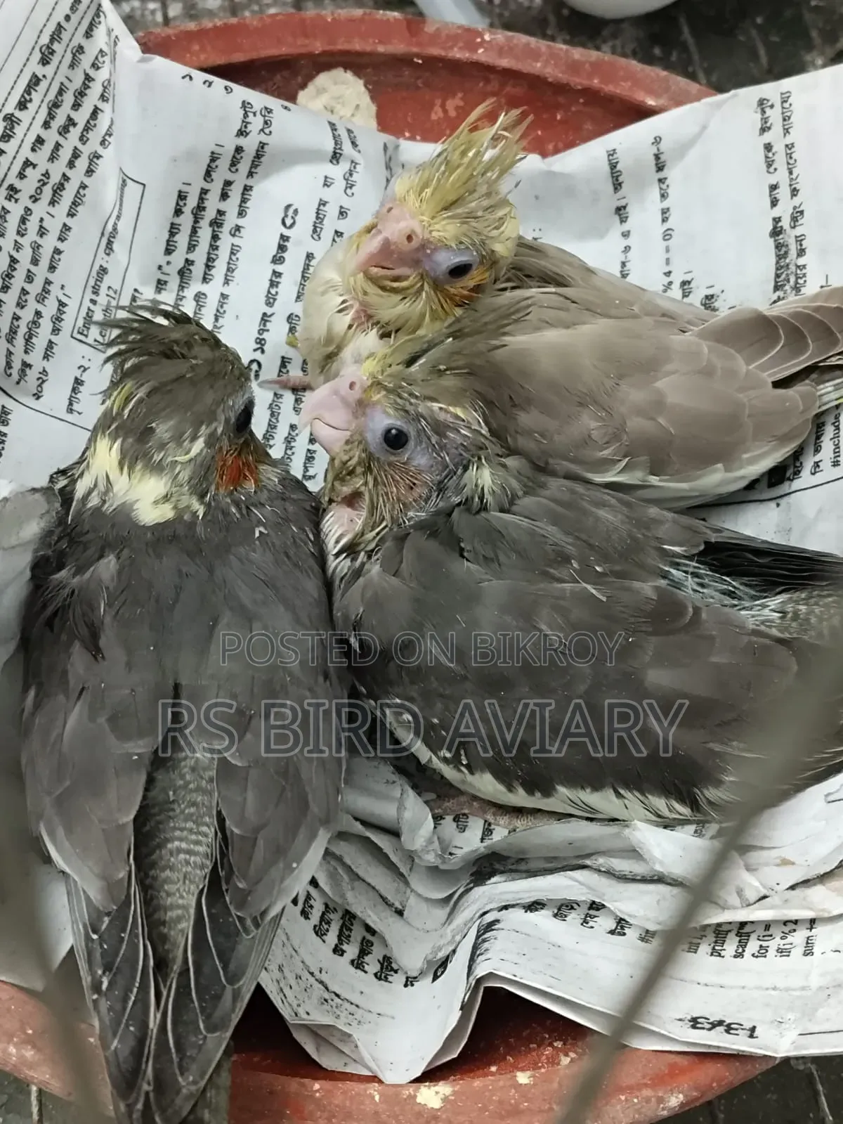 Cockatiel bird tame size baby