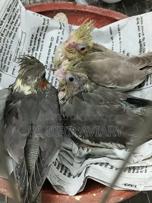 Cockatiel bird tame size baby
