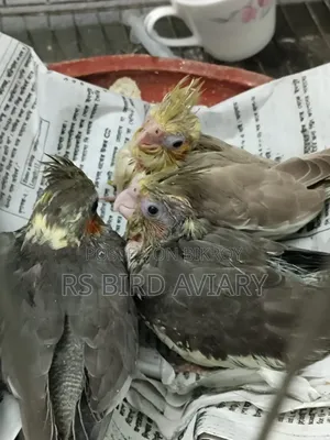 Cockatiel bird tame size baby