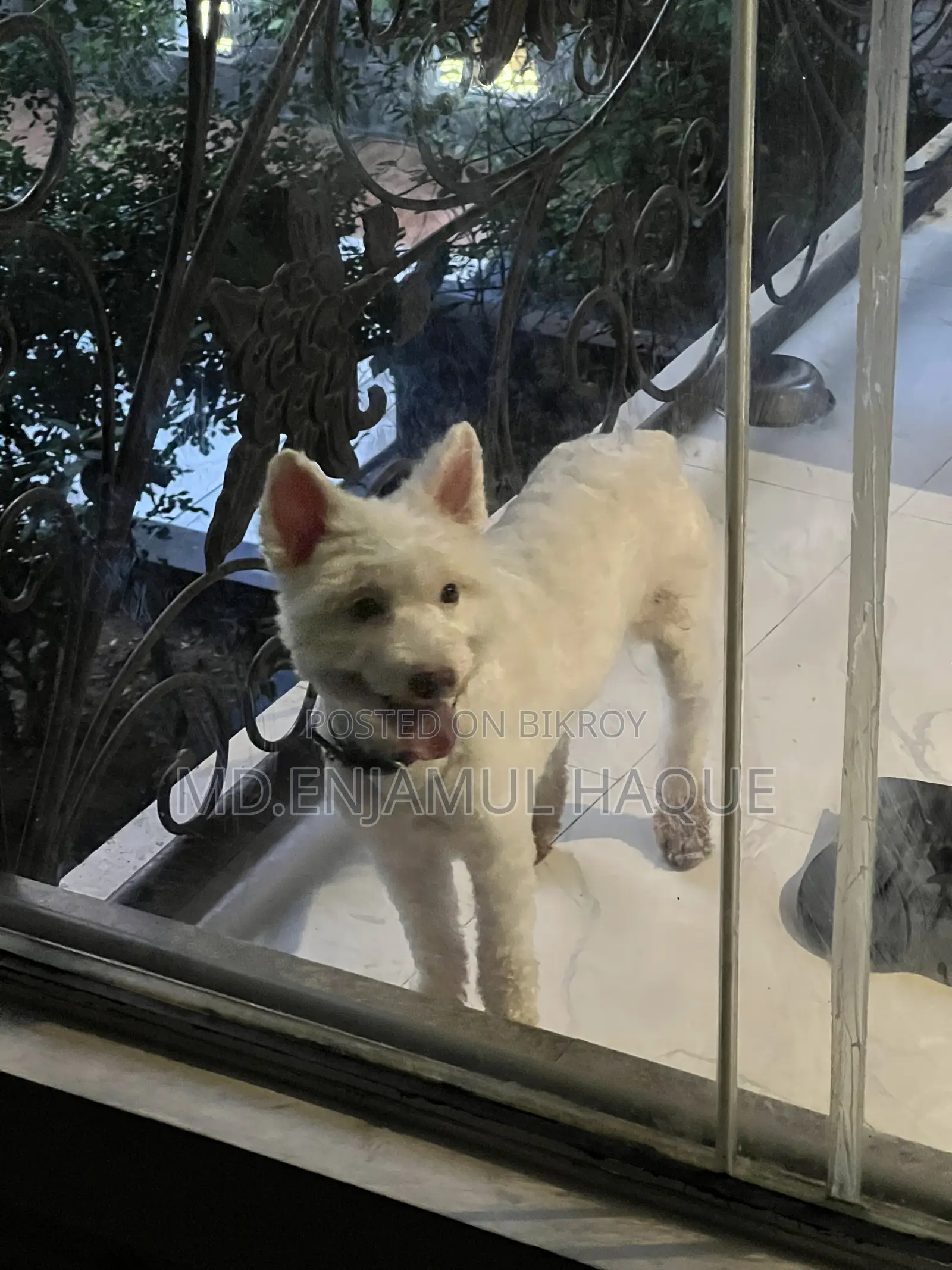 1+ Year Female Mixed Breed Lhasa Apso
