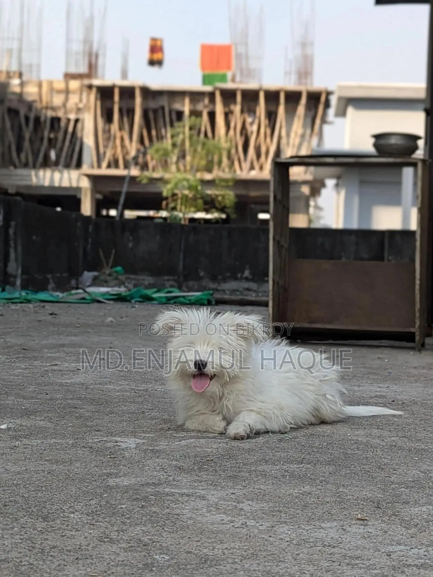 1+ Year Female Mixed Breed Lhasa Apso