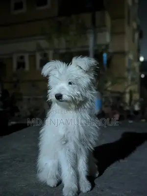 1+ Year Female Mixed Breed Lhasa Apso