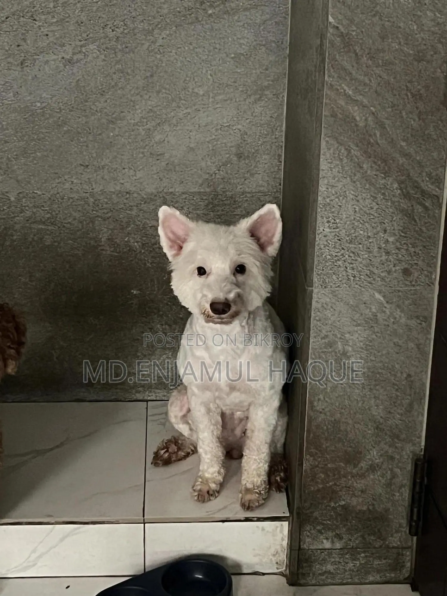 1+ Year Female Mixed Breed Lhasa Apso