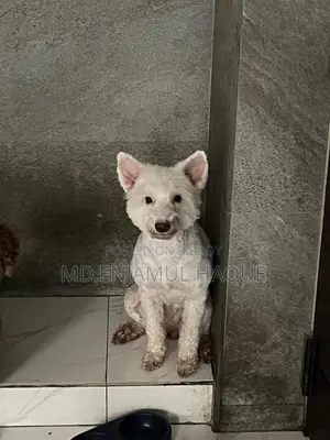 1+ Year Female Mixed Breed Lhasa Apso