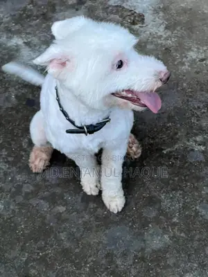 1+ Year Female Mixed Breed Lhasa Apso
