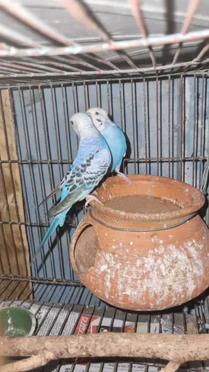Some Domesticated Birds For Sale