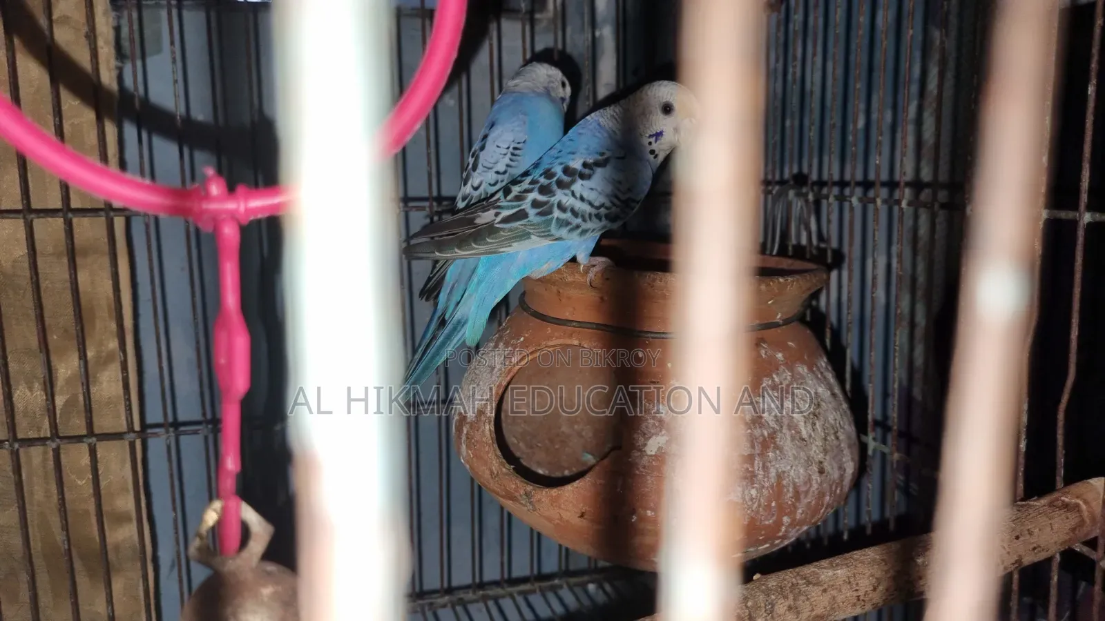 Some Domesticated Birds For Sale