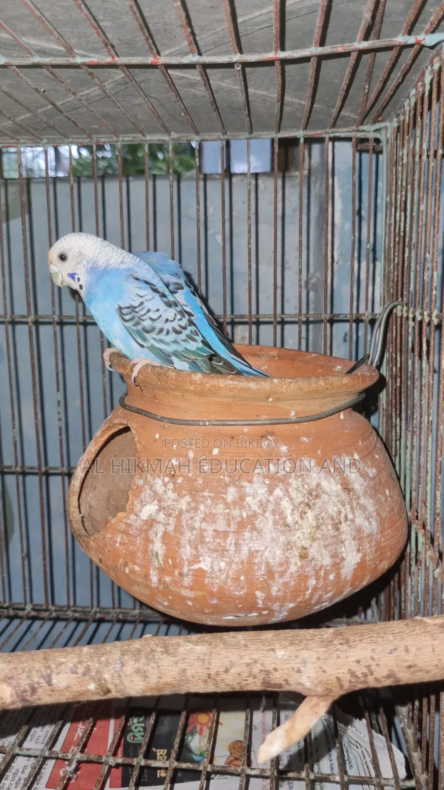 Some Domesticated Birds For Sale