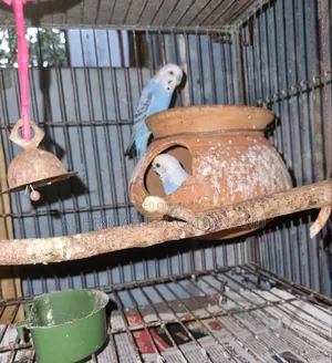 Some Domesticated Birds For Sale