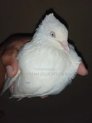 Some Domesticated Birds For Sale