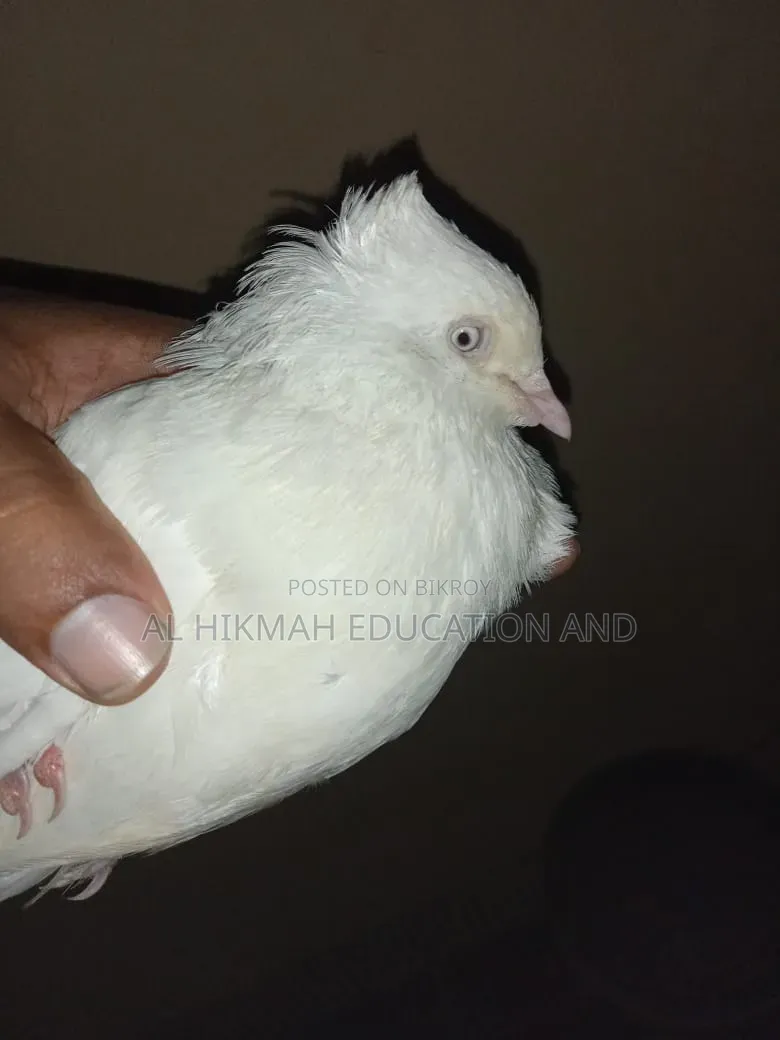 Some Domesticated Birds For Sale