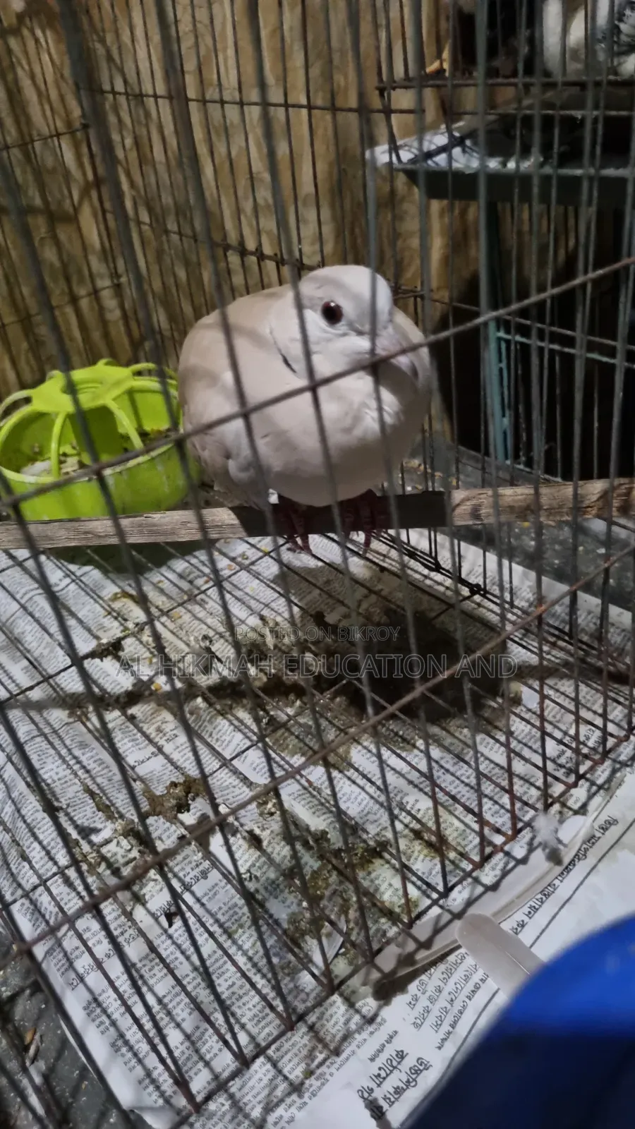 Some Domesticated Birds For Sale