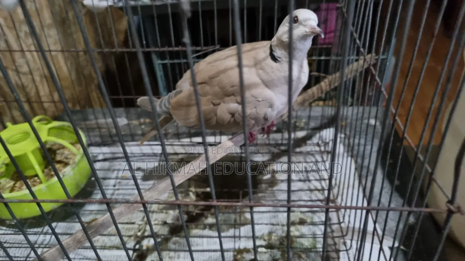 Some Domesticated Birds For Sale