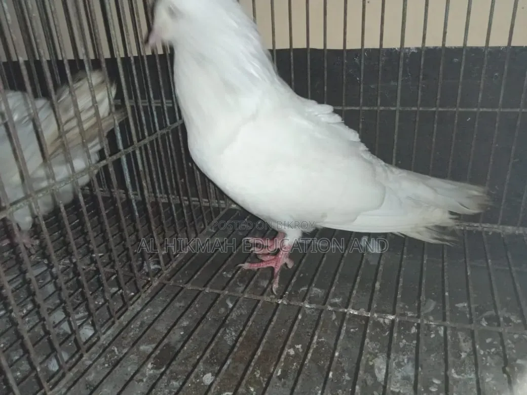 Some Domesticated Birds For Sale