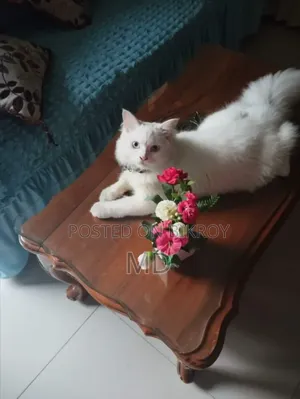 6-12 Months Male Purebred Persian