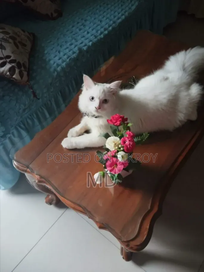 6-12 Months Male Purebred Persian