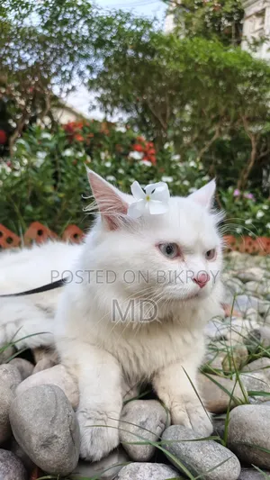 6-12 Months Male Purebred Persian