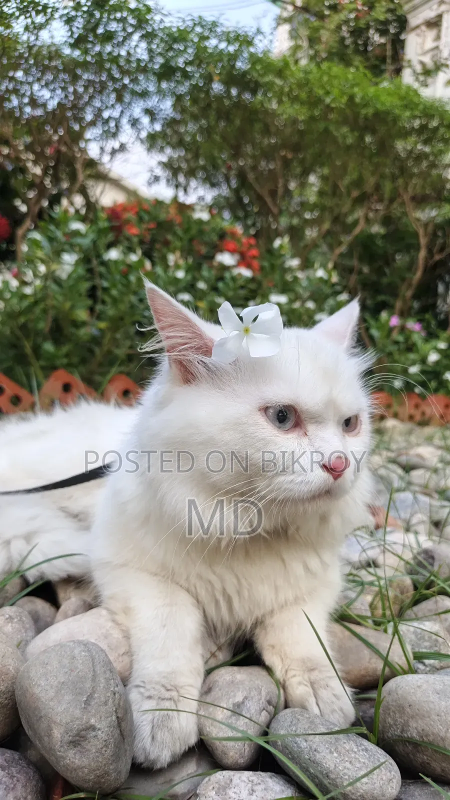 6-12 Months Male Purebred Persian