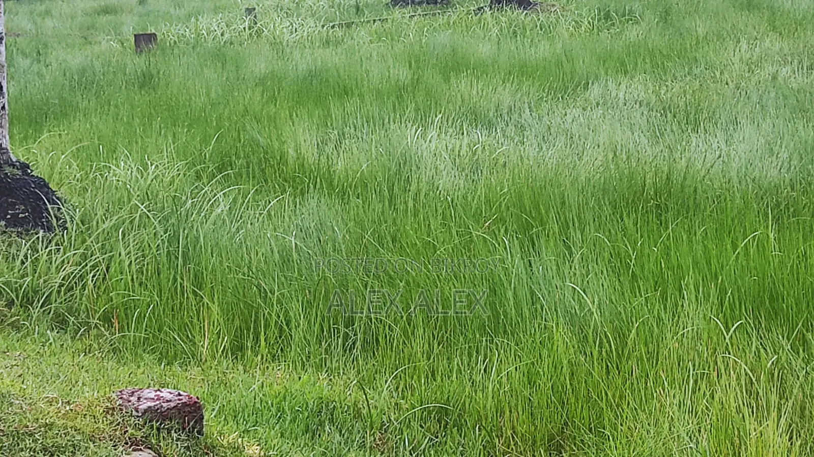 4 Katha Plot