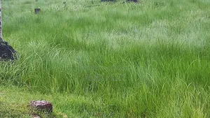 4 Katha Plot