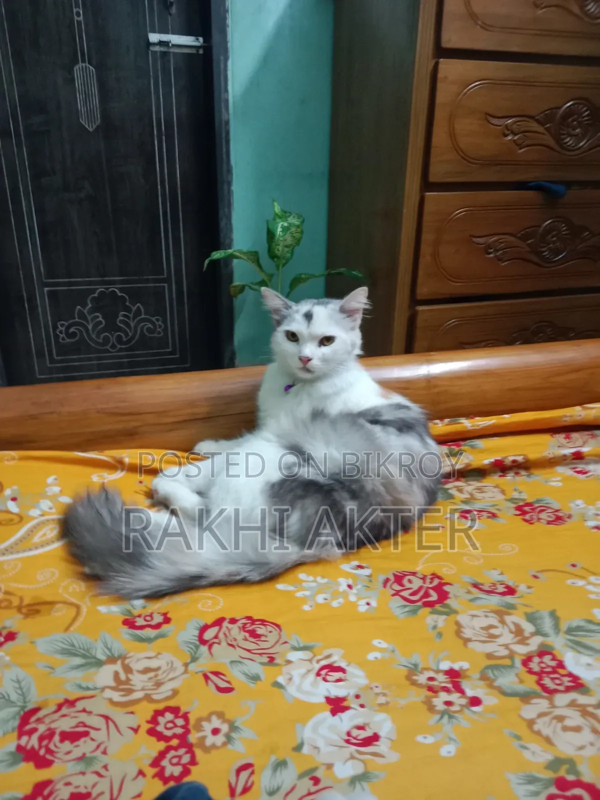 ১+ বছরের ফিমেল মিক্সড ব্রিড পার্সিয়ান