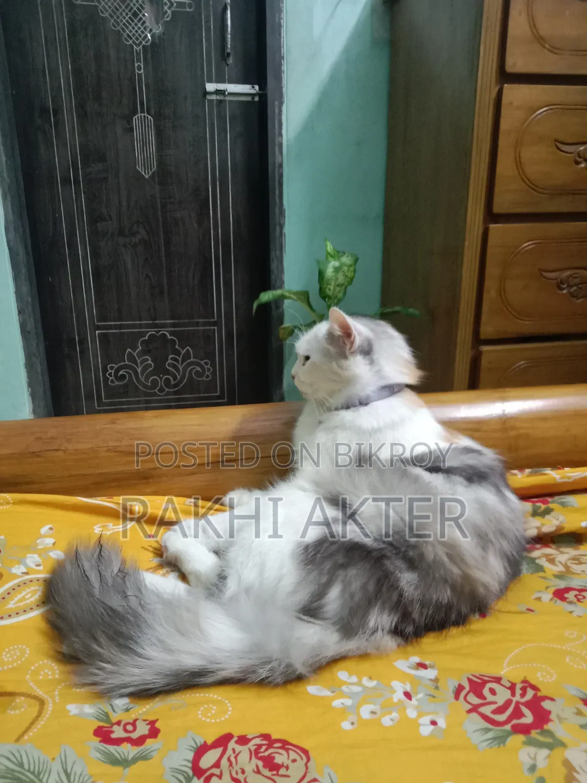 ১+ বছরের ফিমেল মিক্সড ব্রিড পার্সিয়ান