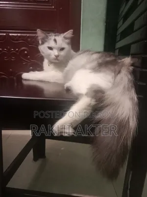 ১+ বছরের ফিমেল মিক্সড ব্রিড পার্সিয়ান
