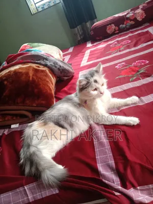 ১+ বছরের ফিমেল মিক্সড ব্রিড পার্সিয়ান
