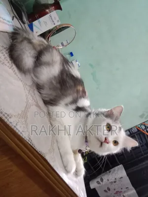 ১+ বছরের ফিমেল মিক্সড ব্রিড পার্সিয়ান