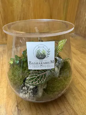 Terrarium Bowl Type