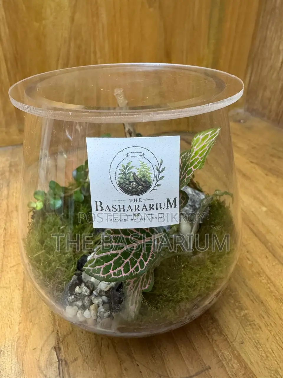 Terrarium Bowl Type