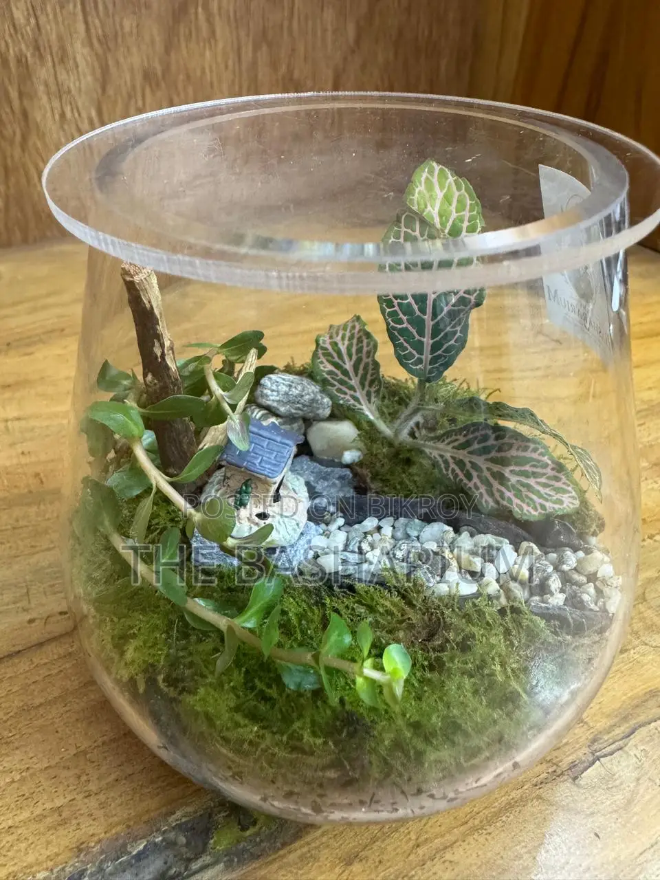Terrarium Bowl Type