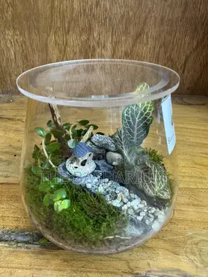 Terrarium Bowl Type
