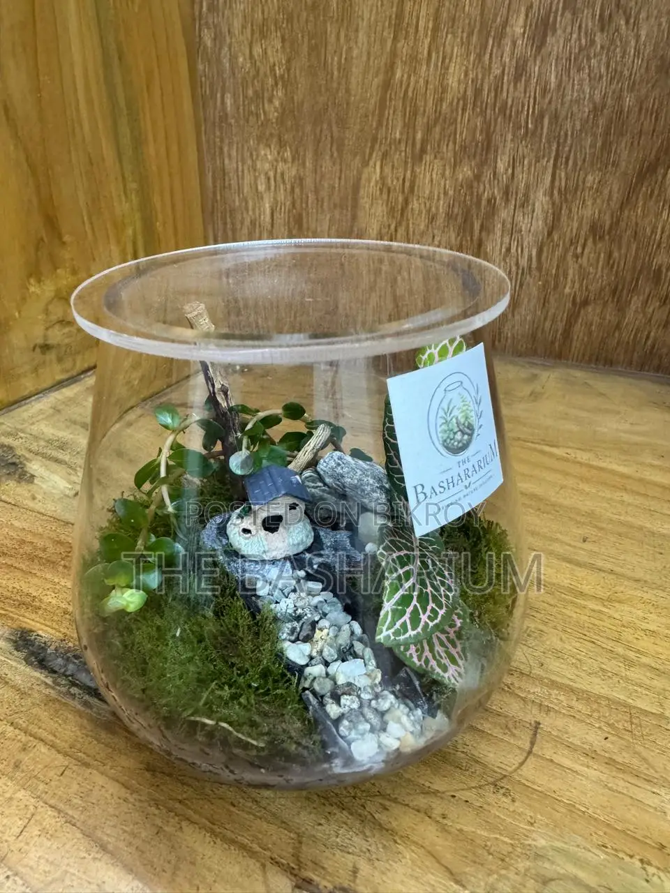 Terrarium Bowl Type