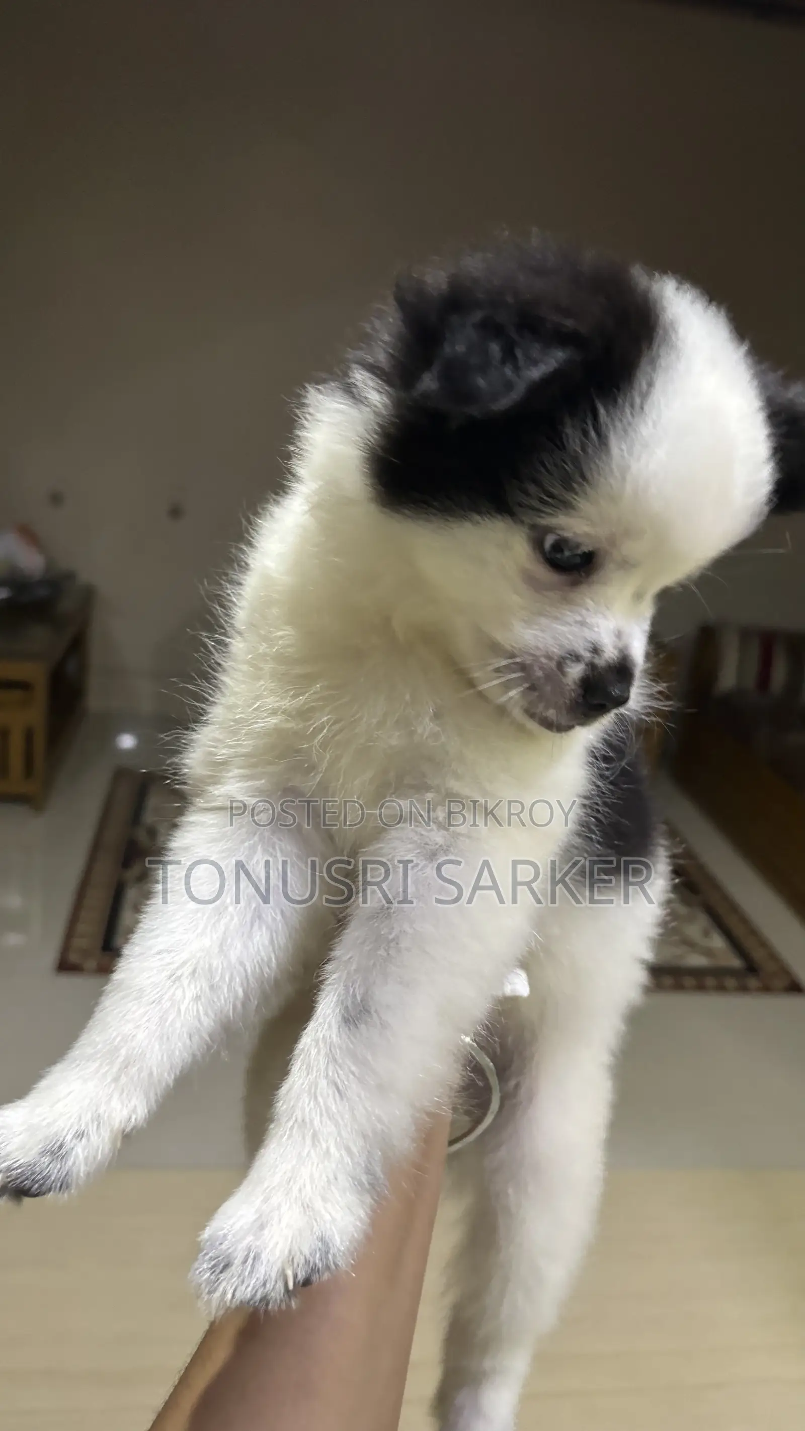 1-3 Months Male Purebred Lhasa Apso