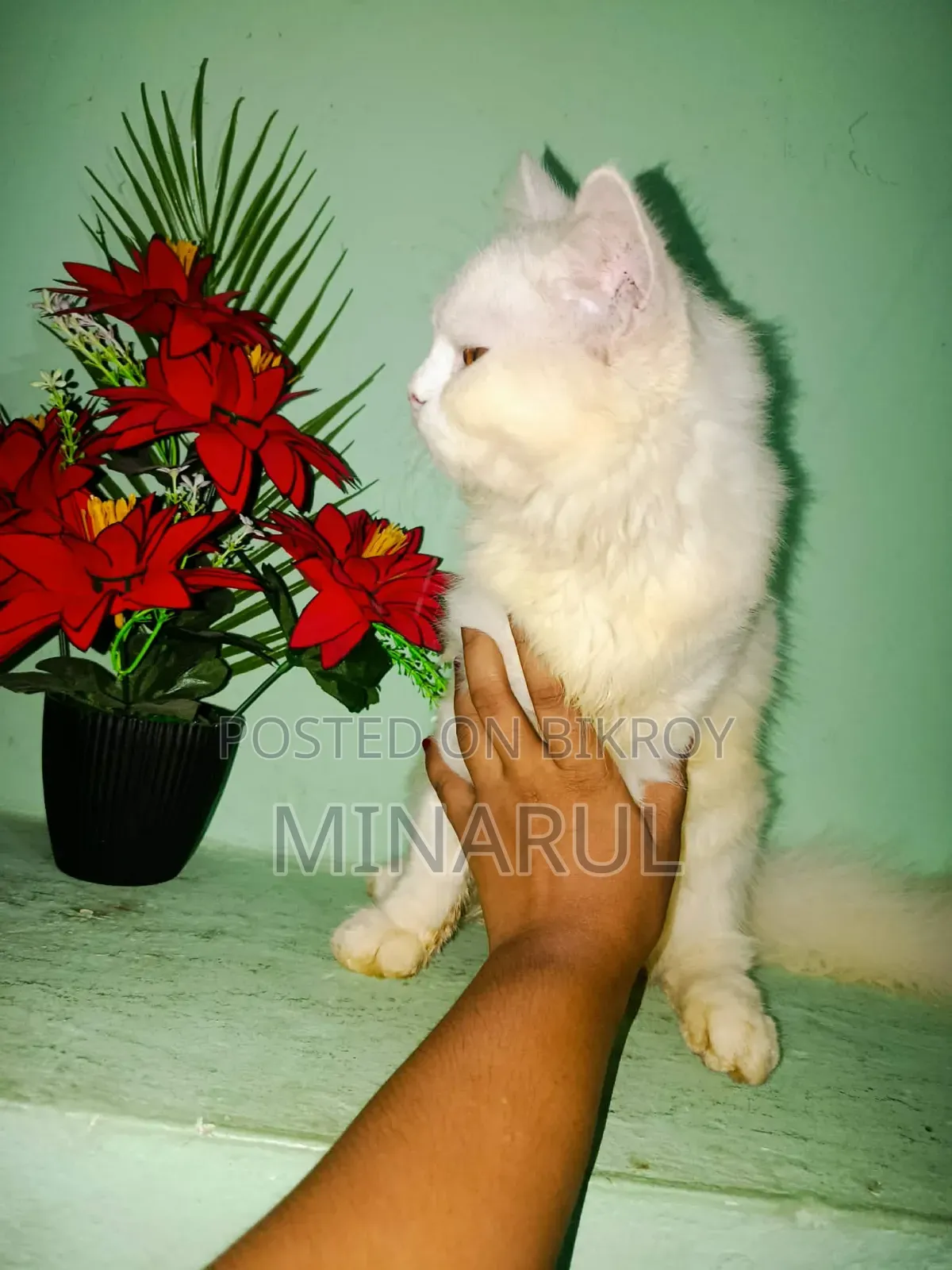 3-6 months Male Purebred Persian