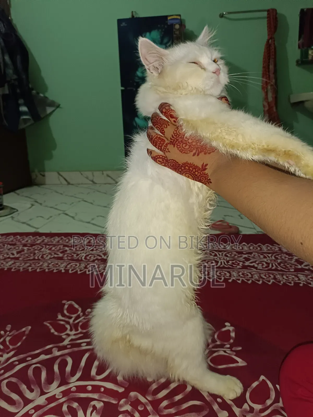 3-6 months Male Purebred Persian