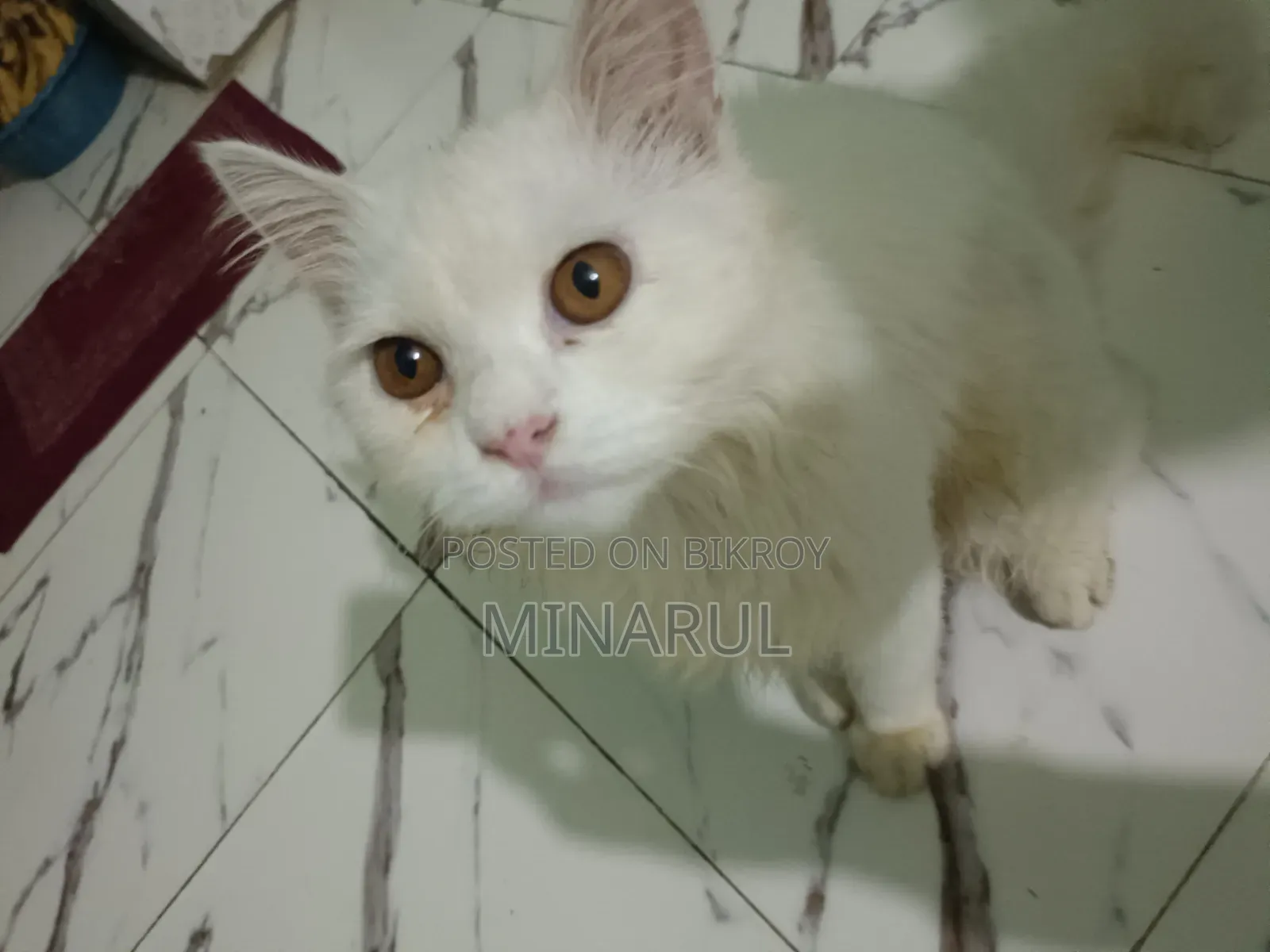3-6 months Male Purebred Persian