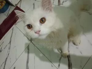 3-6 months Male Purebred Persian