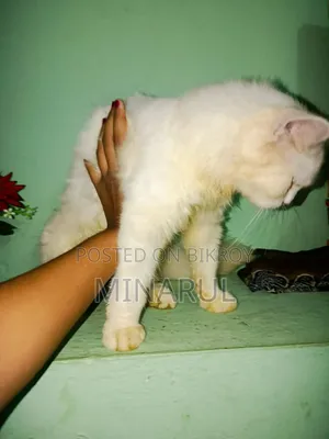 3-6 months Male Purebred Persian