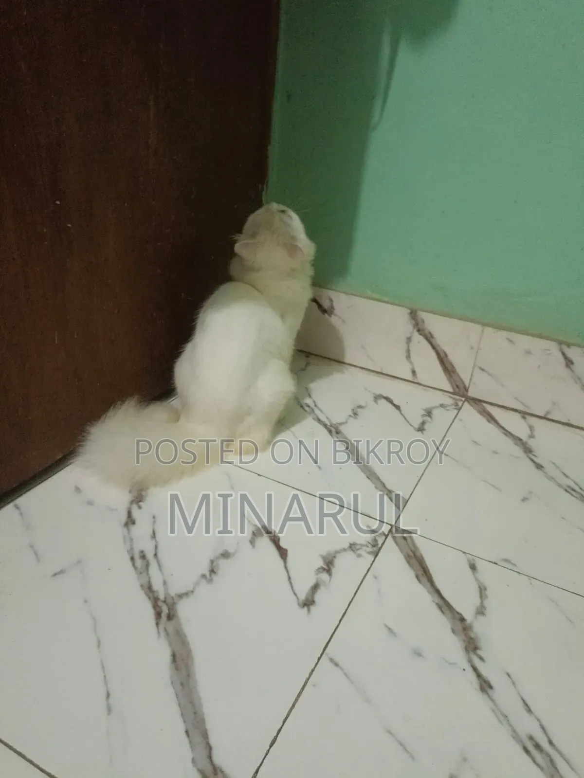 3-6 months Male Purebred Persian