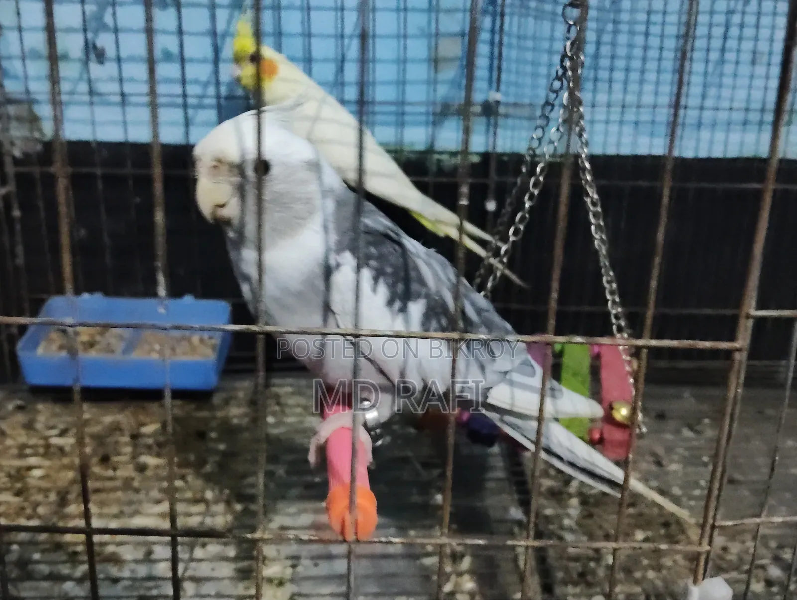 কোকাটেল পাখি