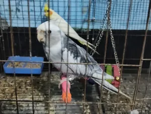 কোকাটেল পাখি