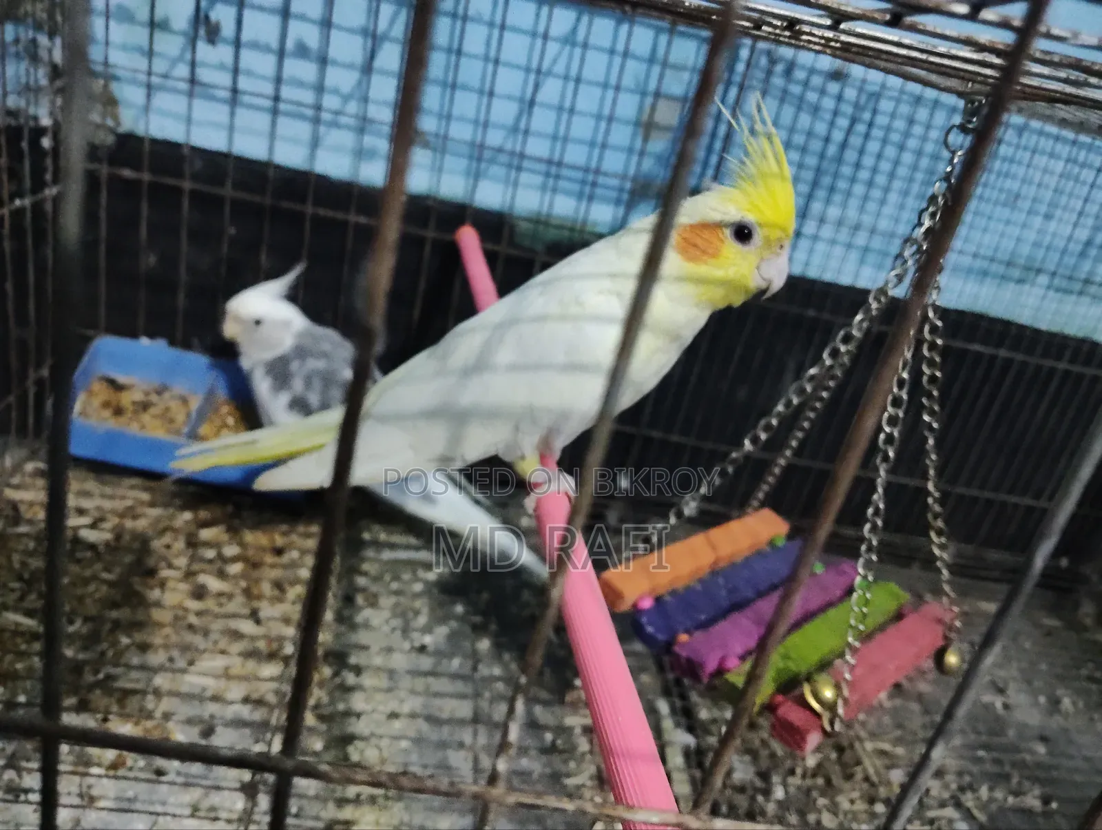কোকাটেল পাখি