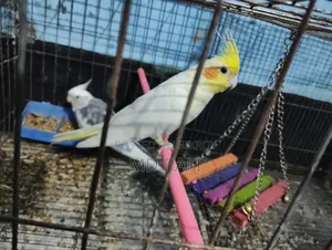 কোকাটেল পাখি
