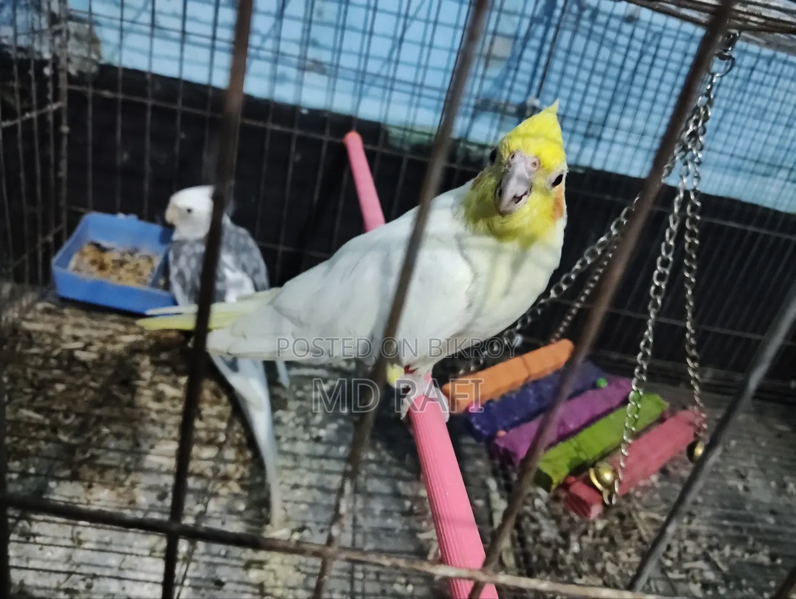 কোকাটেল পাখি