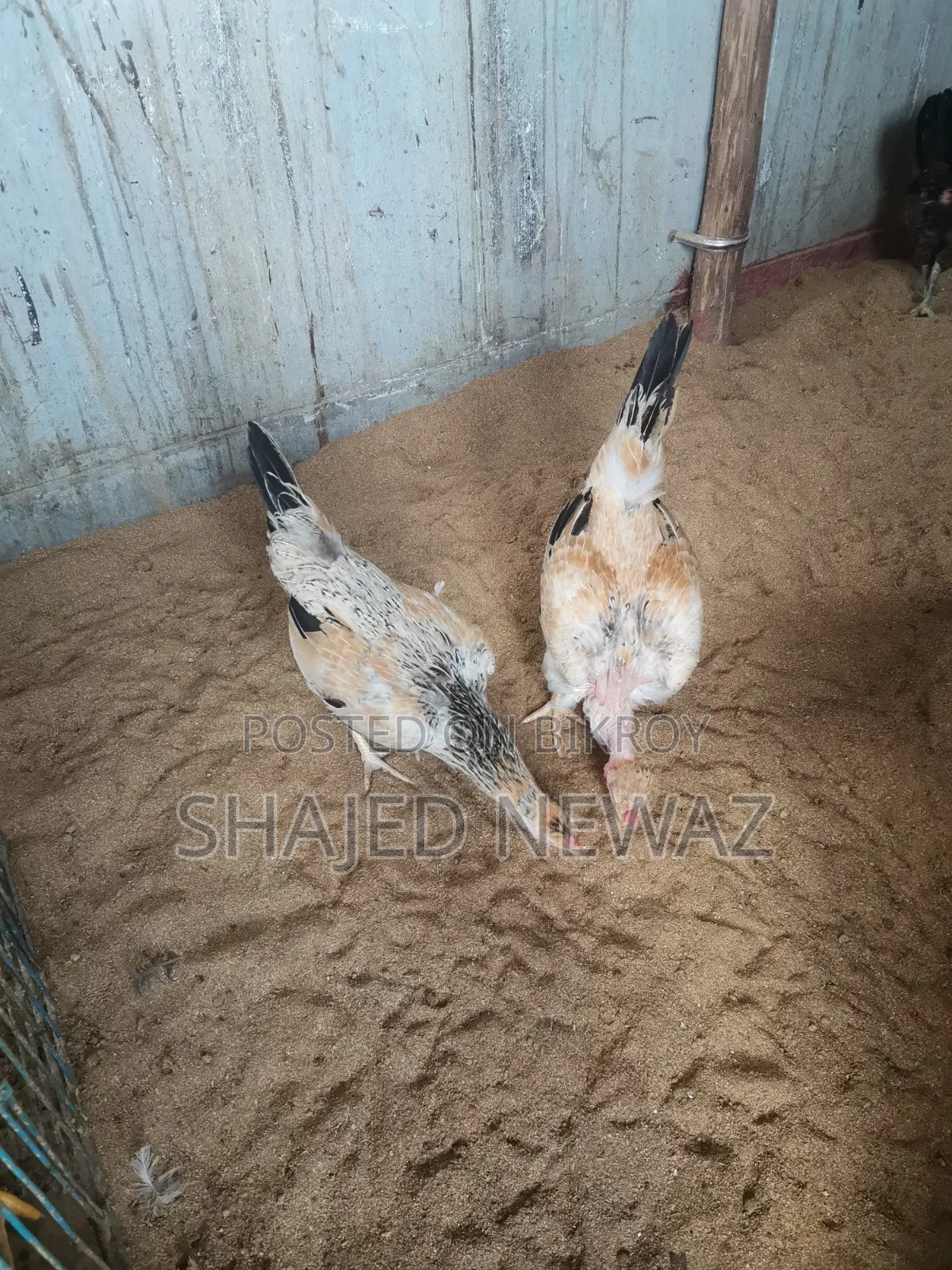 দেশি মুরগি