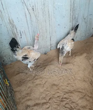 দেশি মুরগি