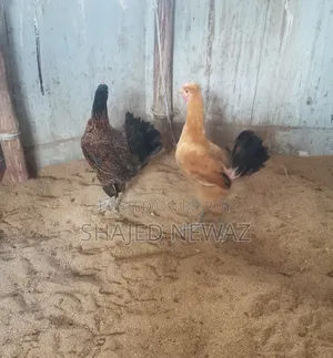 দেশি মুরগি